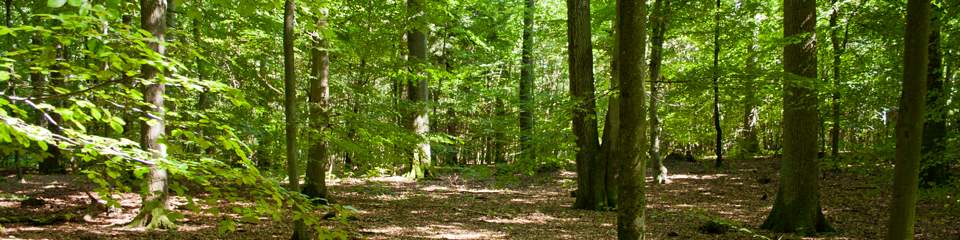 Pfälzer Wald bei Kaiserslautern